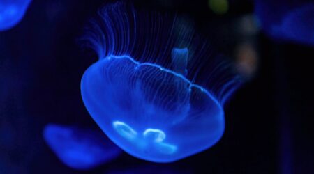 Minimalist Underwater Photography